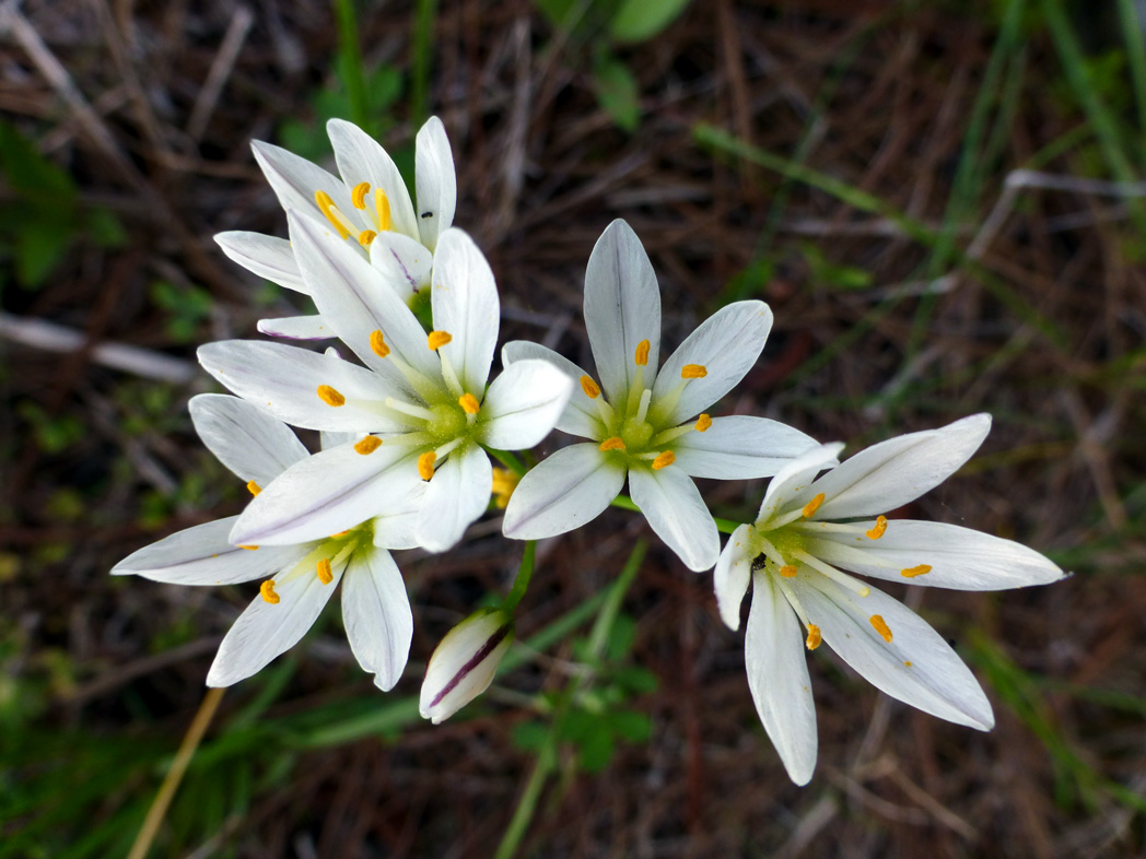 False garlic's white star-shaped flowers