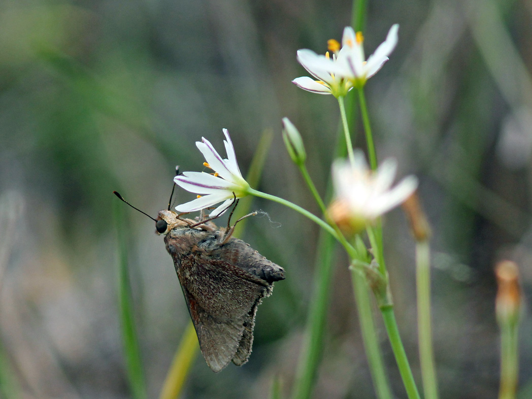 Monk skipper on False garlic flowers