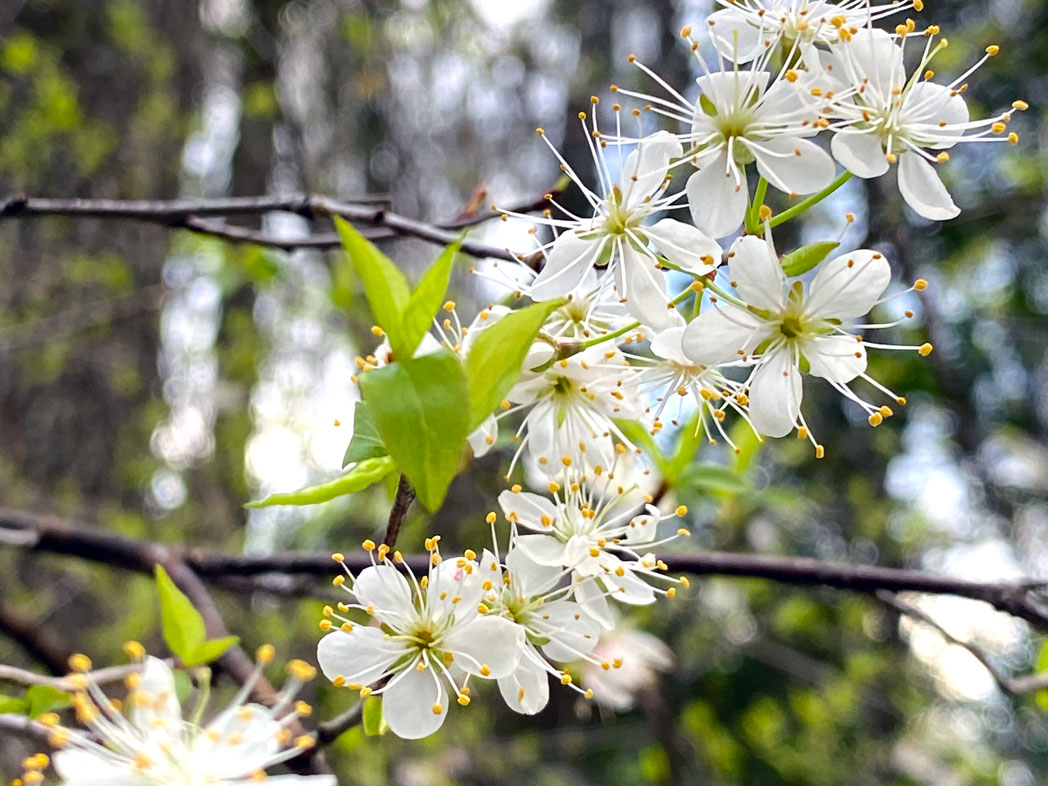 Flatwoods plum's many white blooms