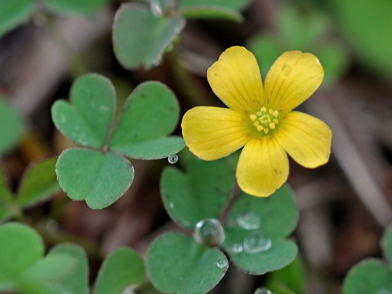 Creeping woodsorrel