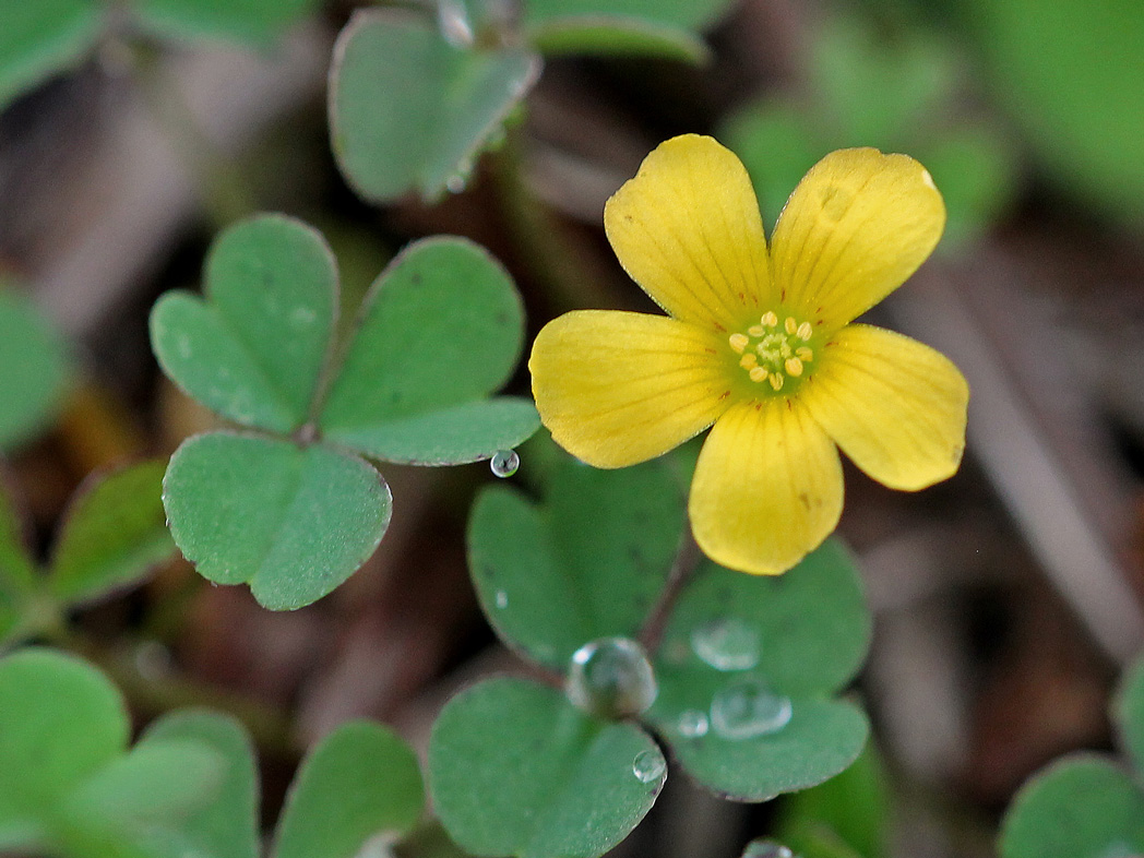 Creeping woodsorrel's small yellow flowers and clover-shaped leaves