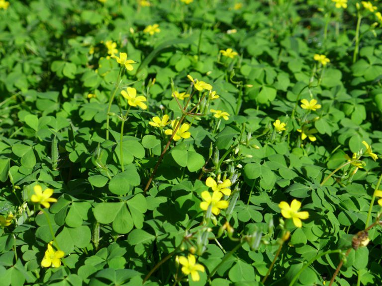 Spring “weeds” benefit pollinators