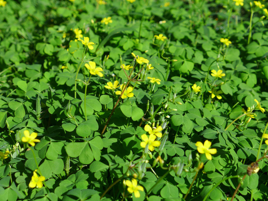 Creeping woodsorrel's small yellow flowers and clover-shaped leaves