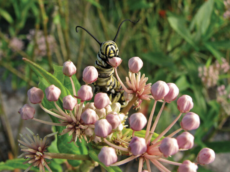 WEBINAR — Aquatic and Wetland Butterfly Gardening