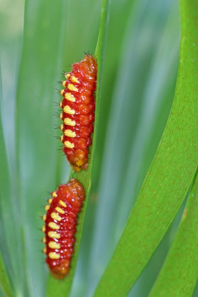 Atala - Florida Wildflower Foundation