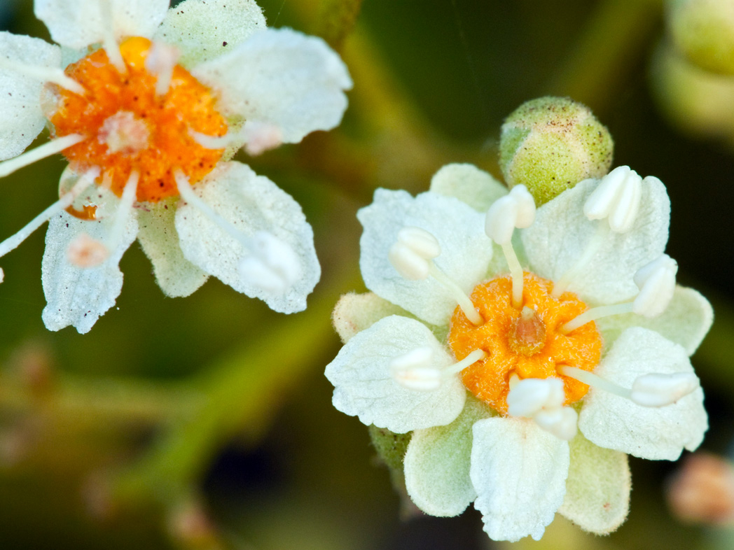 Inkwood flowers with white petals and orange centers