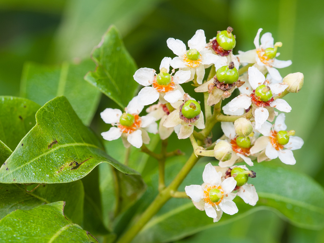 Inkwood flowers with green superior ovaries.