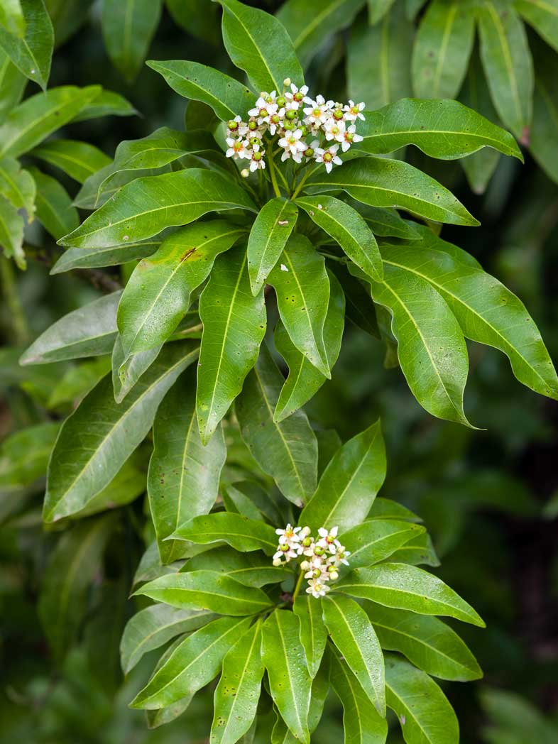 Inkwood's long green leaflets and flower clusters