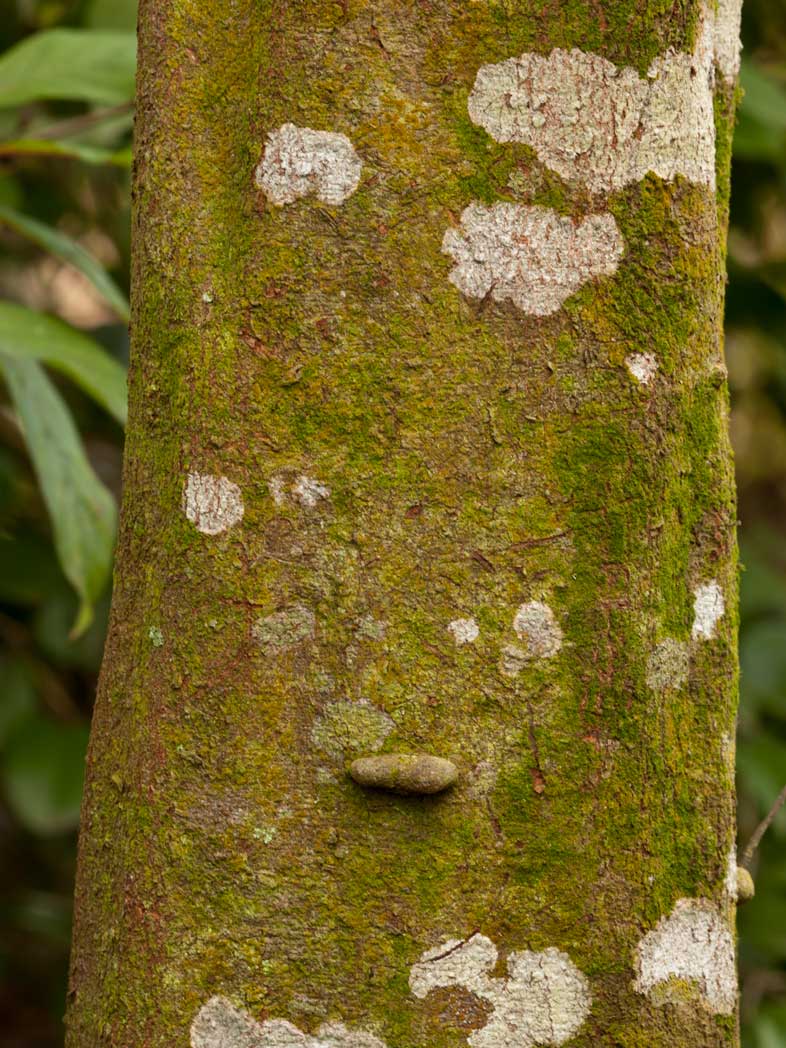 Inkwood's mottled bark