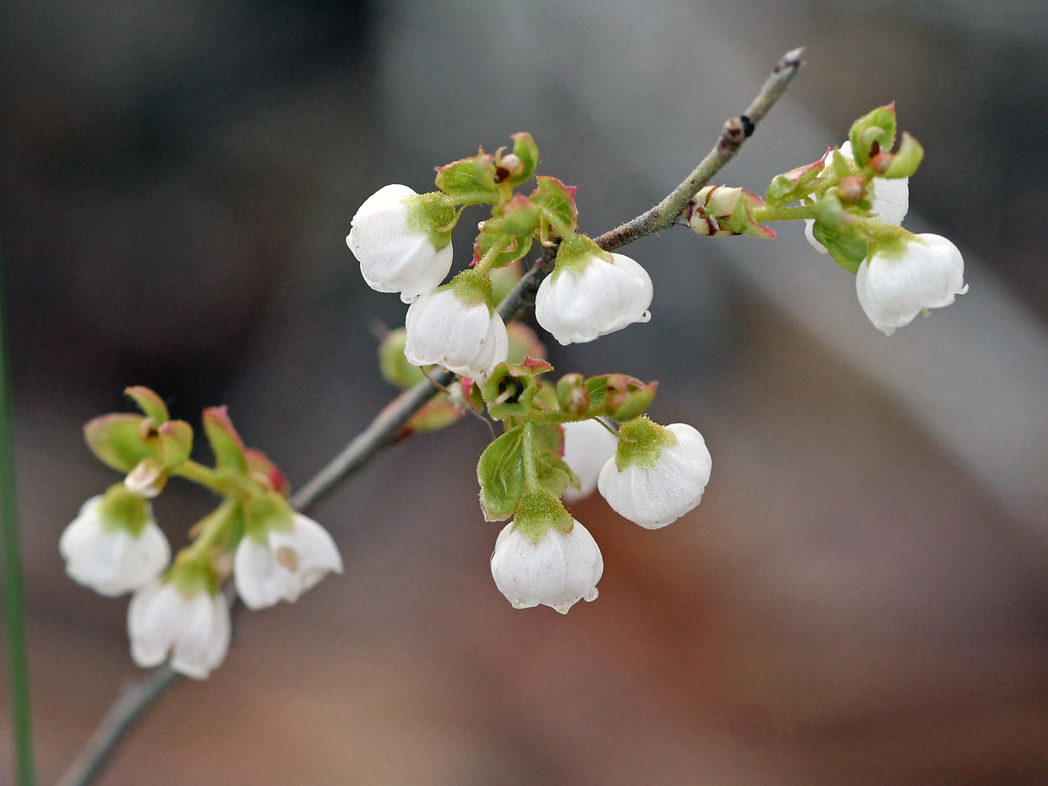 Dwarf huckleberry flowers are small, white and bell-shaped