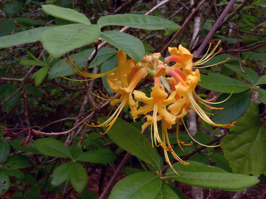 Florida flame azalea hairy leaves and yellow-orange flowers