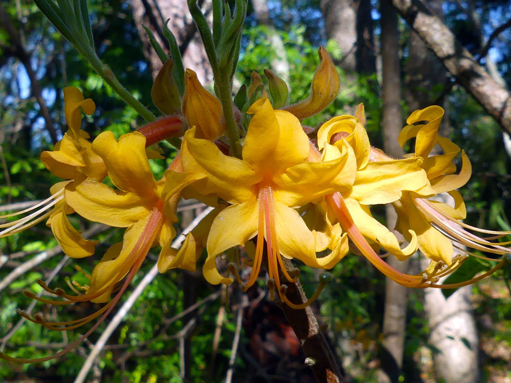 Florida flame azalea yellow-orange flowers