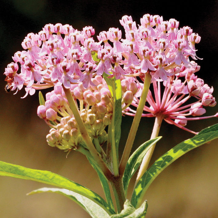 close-up of pink swamp milkweed flowers