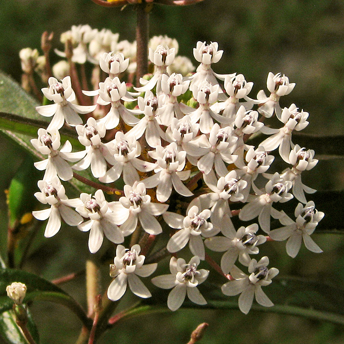 close-up of white swamp milkweed flowers