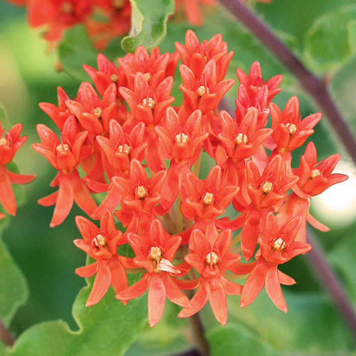 close-up of orange butterfly milkweed flowers