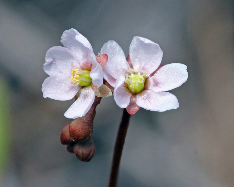 Pink sundew