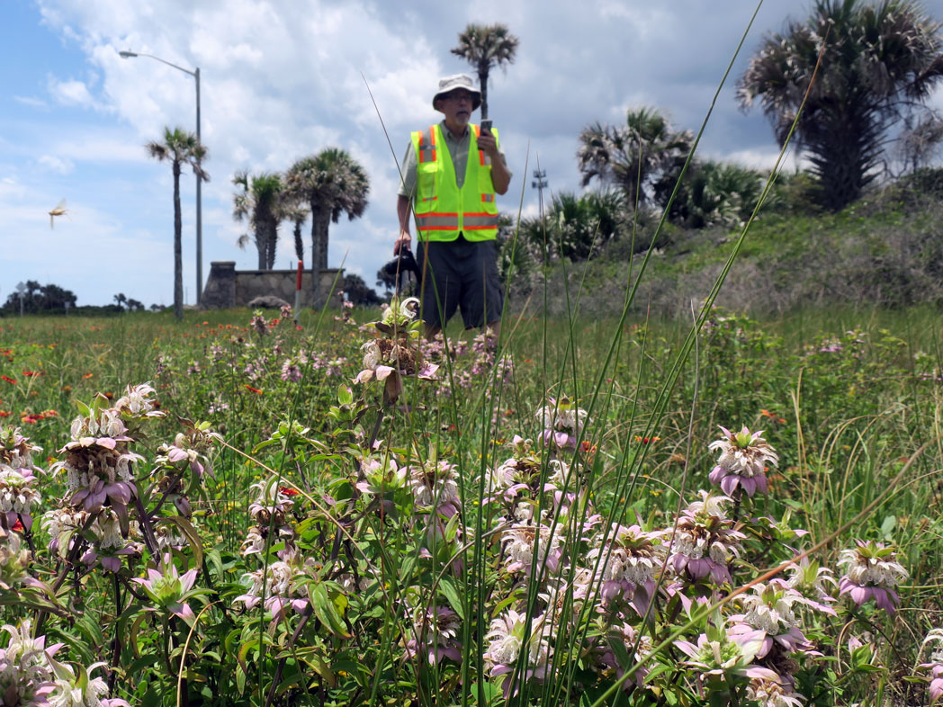 dotted horsemint on roadside