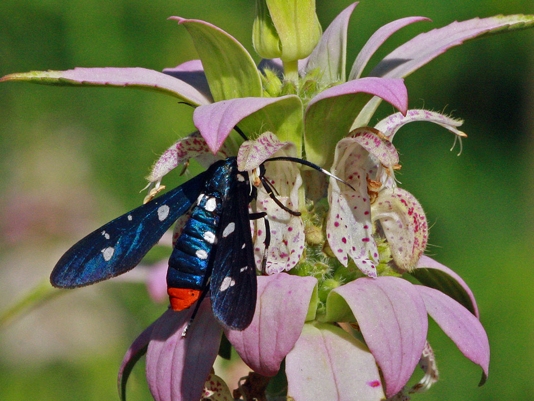 Oleander moth on dotted horsemint flower