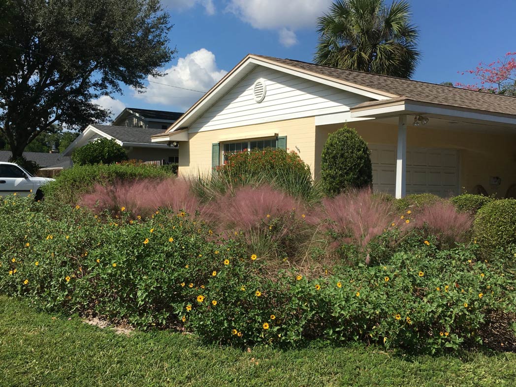 dune sunflower and muhlygrass in a home landscape