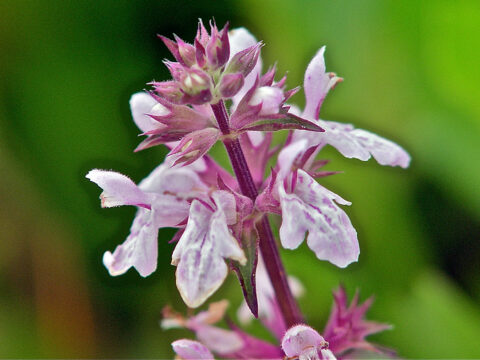 Florida betony - Florida Wildflower Foundation