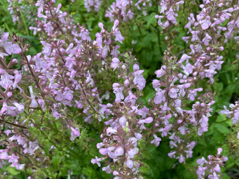 Florida betony - Florida Wildflower Foundation