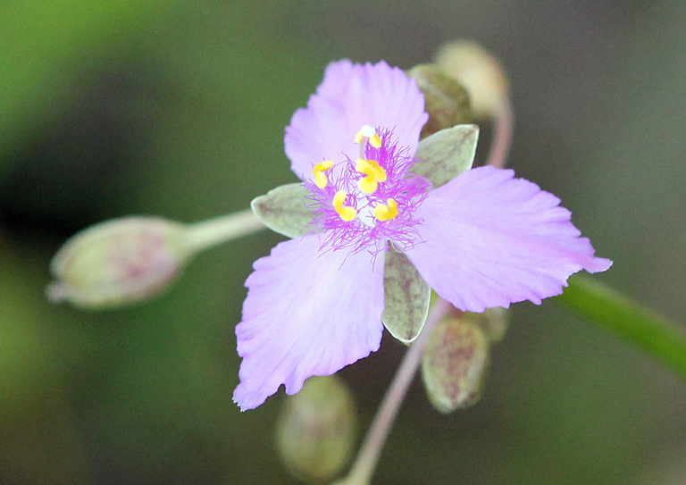 Florida scrub roseling