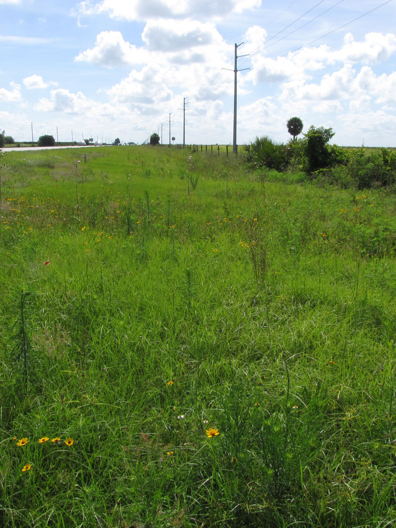 weeds and wildflowers along roadside