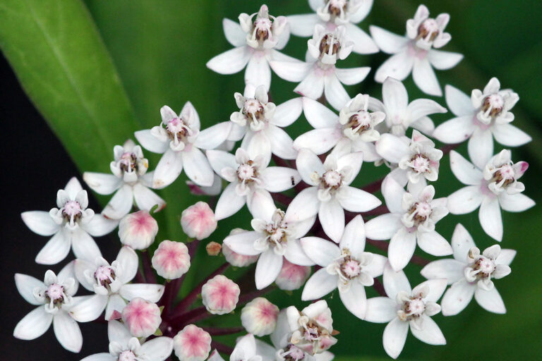 Swamp milkweed