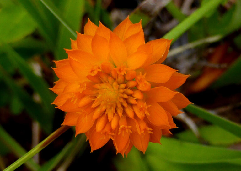 Orange milkwort