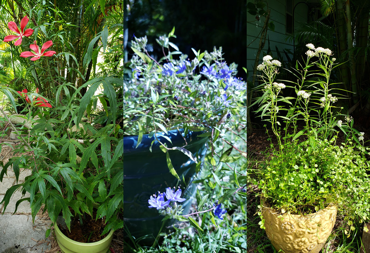 wildflowers planted in pots