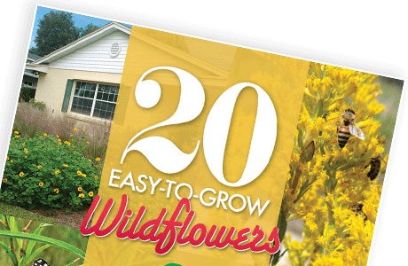 20 Easy-to-Grow Wildflowers