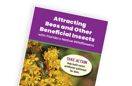 Attracting Bees