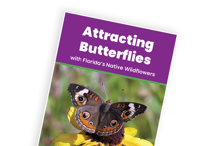 Attracting Butterflies