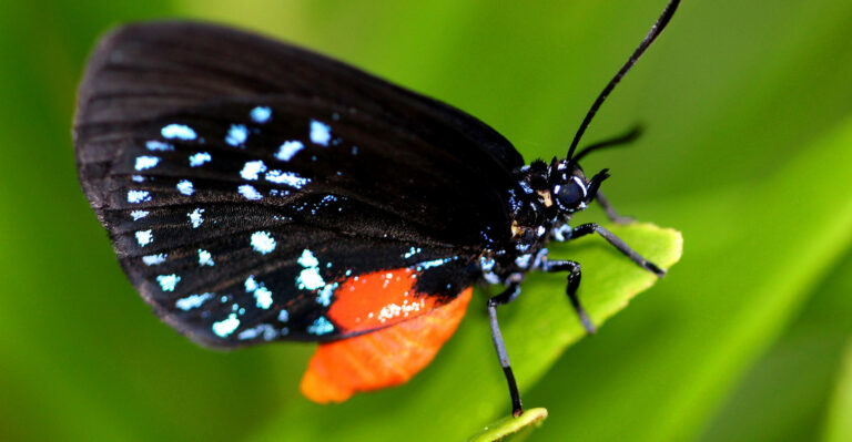 Atala