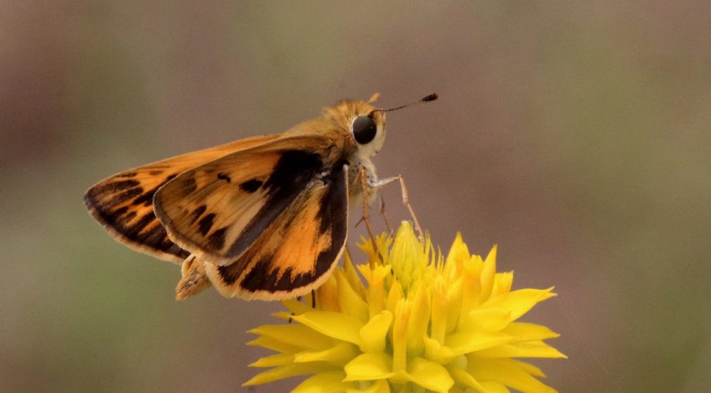 Fiery Skipper