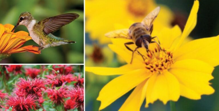 Native Plant Gardening for Birds, Bees & Butterflies