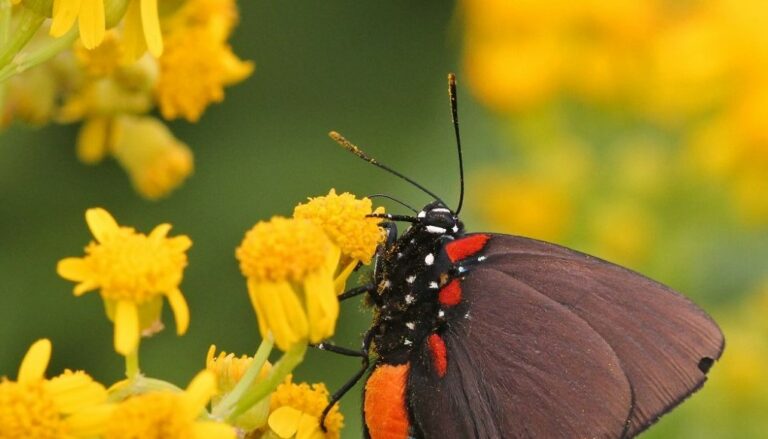 Great purple hairstreak