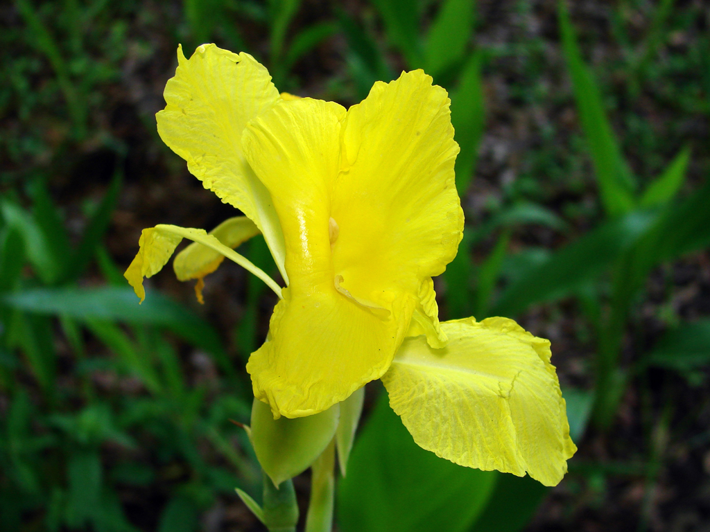 Bandanna-of-the-Everglades, Canna flaccida