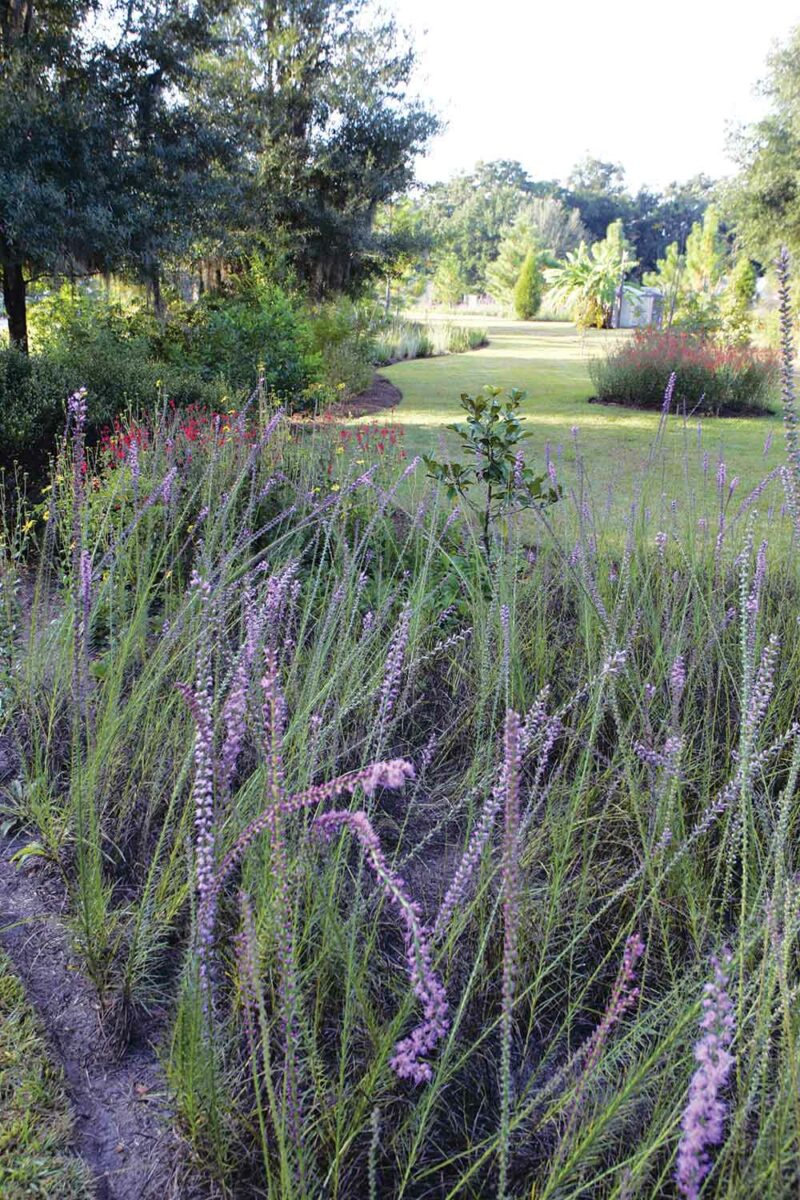 20 Easy-to-Grow Wildflowers — your guide to success! - Florida Wildflower Foundation