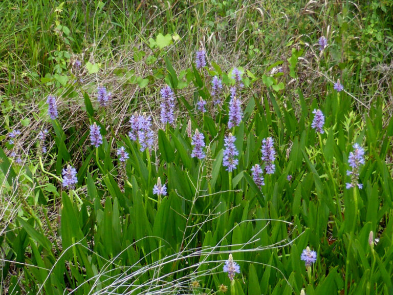 Look for spring wildflowers early this year