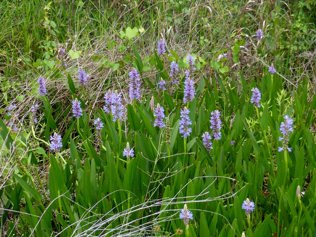 Pickerelweed, Pontederia cordata