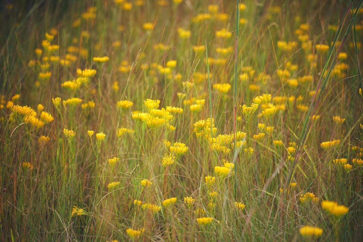 Narrowleaf yellowtops blooming in a wet prairie.