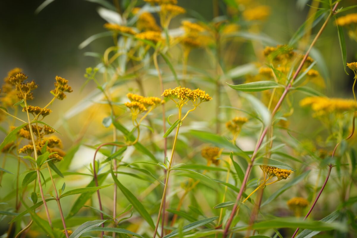 Narrowleaf yellowtops in bloom.