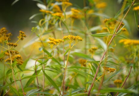 Narrowleaf yellowtops in bloom.