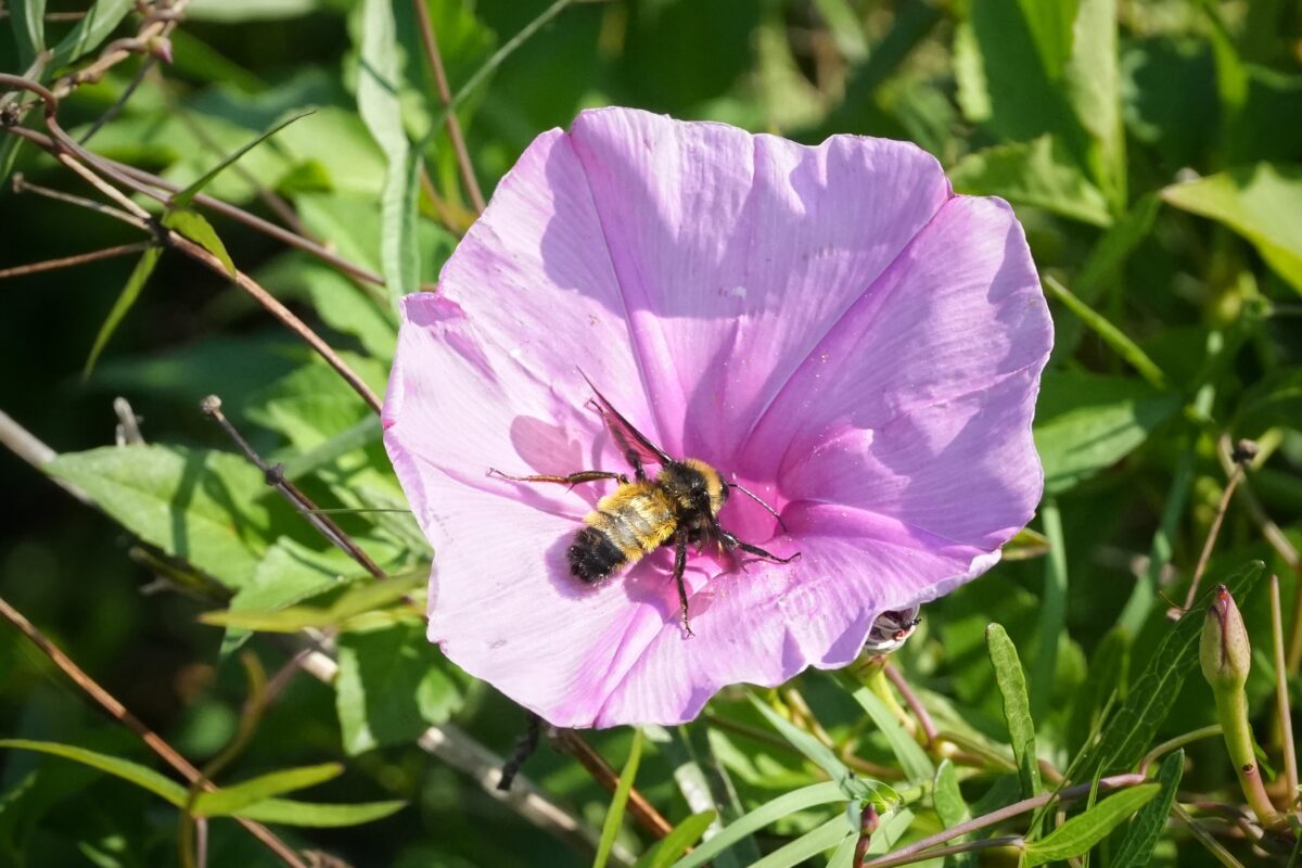 Bumble bee visiting Saltmarsh morning glory.