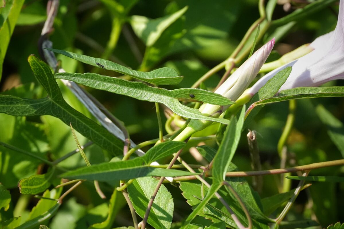 A close-up of green leaves and a pale pink flower bud among stems and foliage in natural sunlight.