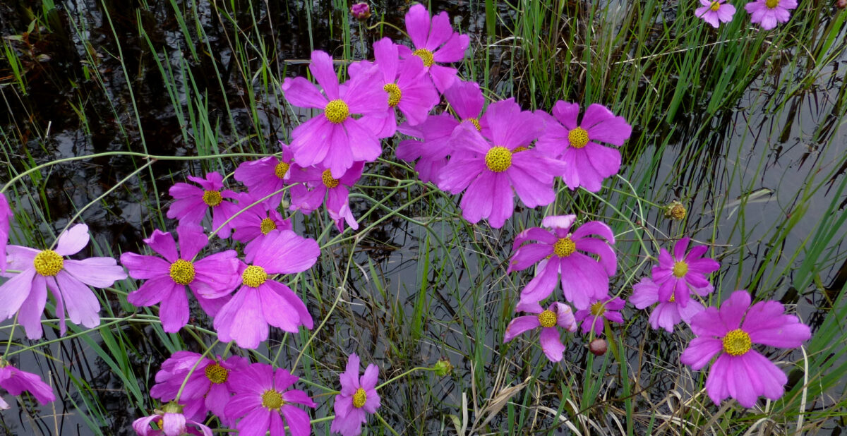 100+ Swamp Marigold (Bidens Aristosa) Seeds - Native Wildflower Shrub, Fast & Easy To Grow