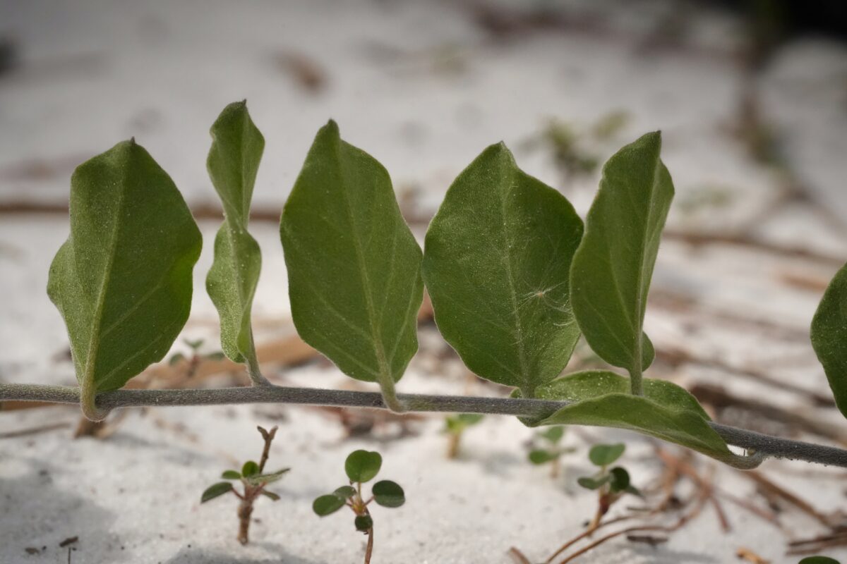 Florida bonamia stem crawling along in white sand with alternating leaves. 