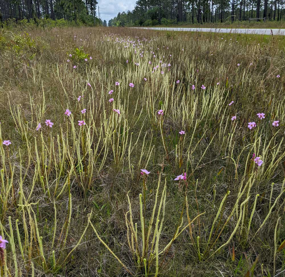 https://www.flawildflowers.org/wp-content/uploads/2021/10/Drosera_tracyi-SuzanneSpencer.jpg