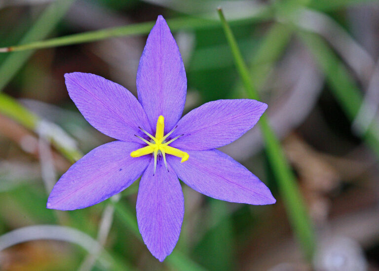 Celestial lily